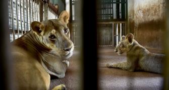 Lioness in TN zoo dies of Covid, 9 others infected
