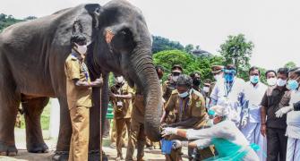 PHOTOS: Elephants get tested for COVID-19