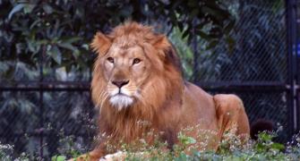 Another lion dies of Covid-19 at Chennai zoo