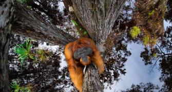 Go ape for these amazing wildlife photos!