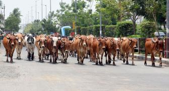 Cow should be declared national animal: Allahabad HC