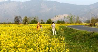 Come, See Kashmir's Mustard Fields