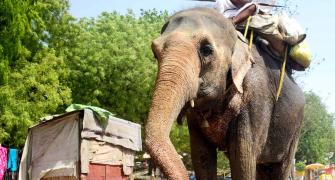 Yeh Hai India: Elephants Get Thirsty Too