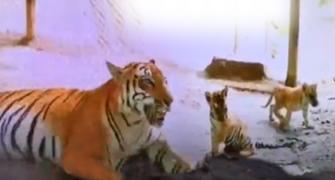 Aww! Meet These Li'l Tigers