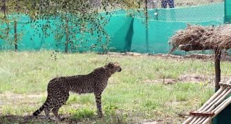 Why arrival of 12 more cheetahs to India being delayed