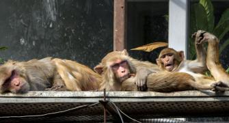 Yeh Hai India: How Monkeys Beat The Cold