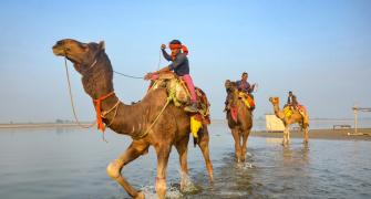 What are Camels Doing in the Ganga?