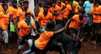 TN nod to Jallikattu with Covid safety norms in place