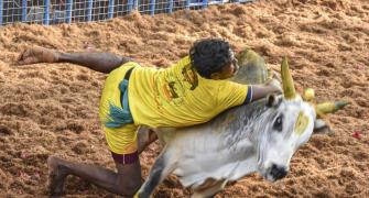 Jallikattu in Madurai: Bull kills teen, 59 injured