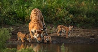 'Collarwali', tigress who gave birth to 29 cubs, dies 