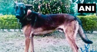 Army dog Axel goes down fighting in JK anti-terror op