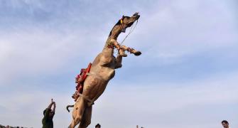 Seen Camels Perform Stunts?