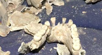 Human skulls, bones recovered from plot in Kanpur