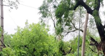 Thunderstorm uproots 290 trees in Delhi