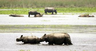 Yeh Hai India: How Rhinos Beat The Heat