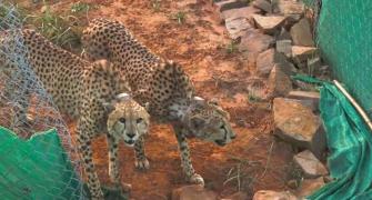 'Good sign': Official on cheetahs straying out of park