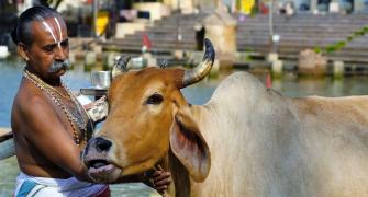 Karnataka asks temples to perform cow puja for Diwali