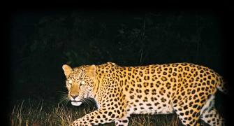 Shoot order for man-eater leopard after killing 7