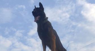 Army's assault dog hurt during J-K encounter dies