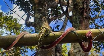 Cops Use Fake Snakes To Scare Monkeys!