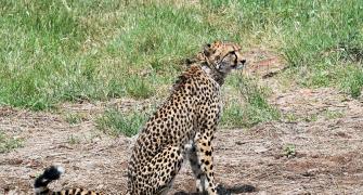 India likely to get 12 more S African cheetahs in Feb