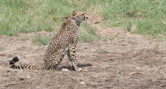 Cheetah adapting to new home after initial hesitation