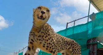 Cheetahs enjoy 1st meal in India, appear playful