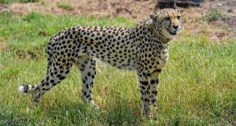The Great Cheetah Tamasha