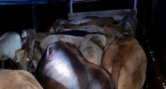 Karnataka: Cow vigilantes kill man transporting cattle
