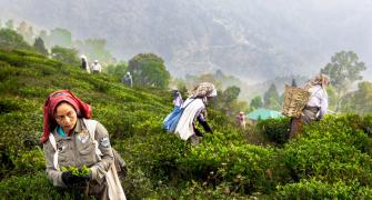 SEE: Where Darjeeling Tea Comes From
