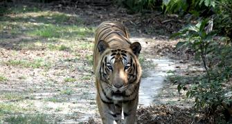 Night curfew in 25 U'khand villages as tiger kills 2