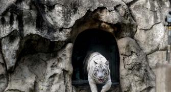 Meet Delhi's White Tiger Family
