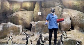 Penguins Of Mumbai