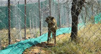 Cheetah Asha strays out of Kuno national park again