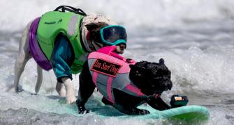 Seen The World Dog Surfing Championships?