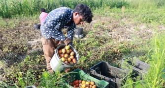 Will Kashmiri Tomatoes Bring Prices Down?