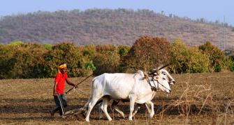 Maha's Yavatmal sees 5 farmer suicides in 3 days