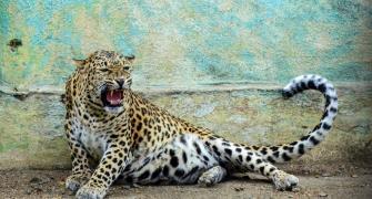 Leopard that terrorised Bengaluru for 5 days shot dead