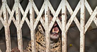 SEE: When A Leopard Appeared In Court