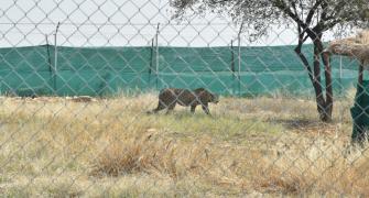 India won't fence cheetah habitats: Govt panel chief