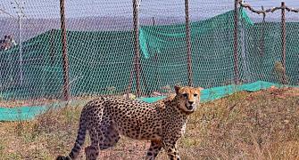 India welcomes more 12 cheetahs; count rises to 20