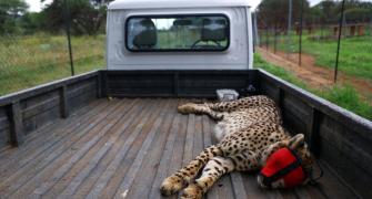 Cheetah deaths: Worst still to come, says expert
