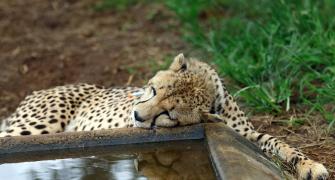 Govt sets up 11-man panel to oversee cheetah project