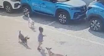 4-yr-old mauled to death by stray dogs in Hyderabad