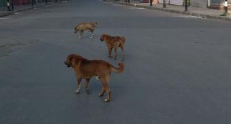 Stray dog kills infant at Jaipur hospital