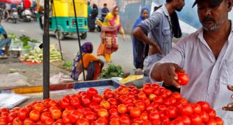 Tomato Prices Increased By 1315%!
