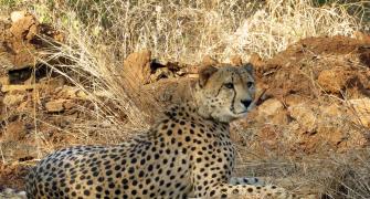 Yet another African cheetah dies in MP, 8th this year