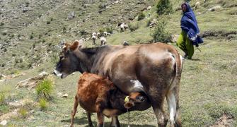 Ban on slaughter of cow progeny: SC refuses to...