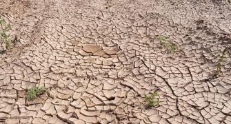 In peak of monsoon, Jharkhand stares at drought