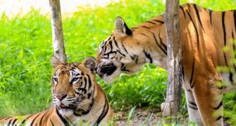 India has 3682 tigers, home to 75% of global numbers